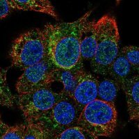 Anti-SERPIND1 antibody produced in rabbit 