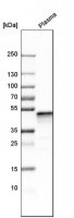 Anti-SERPINF1 antibody produced in rabbit 