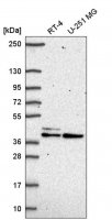 Anti-SETMAR antibody produced in rabbit 