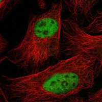 Anti-SF3A3 antibody produced in rabbit