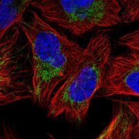 Anti-SFXN3 antibody produced in rabbit 
