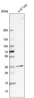Anti-SFXN3 antibody produced in rabbit 