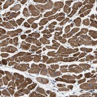 Anti-SFXN4 antibody produced in rabbit 