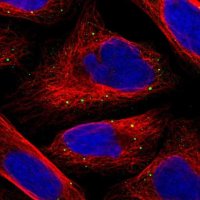 Anti-SFXN4 antibody produced in rabbit 