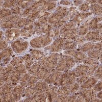 Anti-SGSM3 antibody produced in rabbit