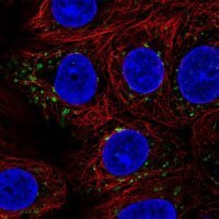 Anti-SGSM3 antibody produced in rabbit