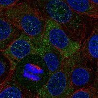 Anti-SH2B2 antibody produced in rabbit 