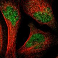 Anti-SH2B3 antibody produced in rabbit