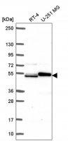 Anti-SH2D3A antibody produced in rabbit 