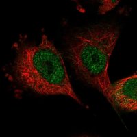 Anti-SH3BP2 antibody produced in rabbit HPA036790-100UL