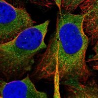 Anti-SH3GL1 antibody produced in rabbit 