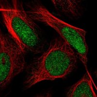 Anti-SH3RF3 antibody produced in rabbit 