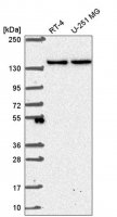 Anti-SH3TC1 antibody produced in rabbit 