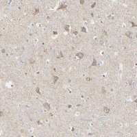 Anti-SHANK2 antibody produced in rabbit