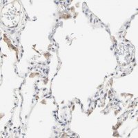 Anti-SHANK2 antibody produced in rabbit