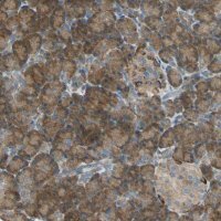 Anti-SHC2 antibody produced in rabbit 