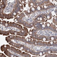 Anti-SHROOM1 antibody produced in rabbit 
