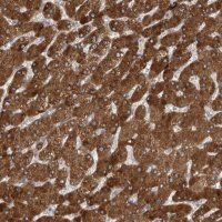 Anti-SIGMAR1 antibody produced in rabbit 