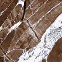 Anti-SIK2 antibody produced in rabbit 