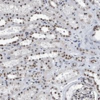 Anti-SIM2 antibody produced in rabbit 