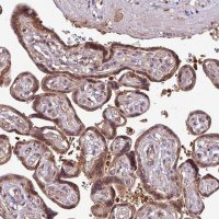 Anti-SIRPB2 antibody produced in rabbit 