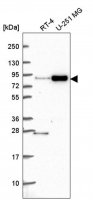 Anti-SKI antibody produced in rabbit 