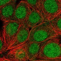 Anti-SKP1 antibody produced in rabbit HPA053745-100UL