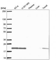 Anti-SKP1 antibody produced in rabbit HPA053745-100UL