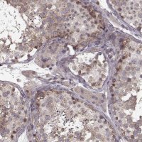 Anti-SLAIN2 antibody produced in rabbit