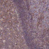 Anti-SLAMF6 antibody produced in rabbit HPA051903-100UL