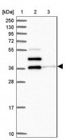 Anti-SLAMF6 antibody produced in rabbit HPA051903-100UL
