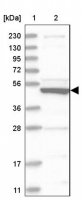 Anti-SLC10A3 antibody produced in rabbit