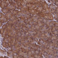 Anti-SLC12A4 antibody produced in rabbit 