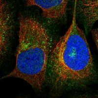 Anti-SLC12A4 antibody produced in rabbit 