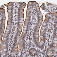 Anti-SLC15A1 antibody produced in rabbit 