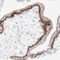 Anti-SLC19A1 antibody produced in rabbit 