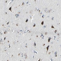 Anti-SLC2A13 antibody produced in rabbit 