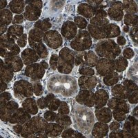 Anti-SLC31A2 antibody produced in rabbit 