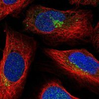 Anti-SLC35C2 antibody produced in rabbit