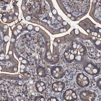 Anti-SLC46A3 antibody produced in rabbit