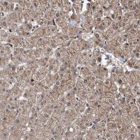 Anti-SLC46A3 antibody produced in rabbit