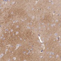 Anti-SLC6A11 antibody produced in rabbit 
