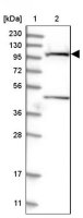Anti-SLC9A2 antibody produced in rabbit