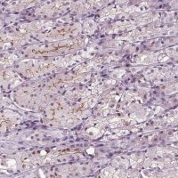 Anti-SLC9A4 antibody produced in rabbit 