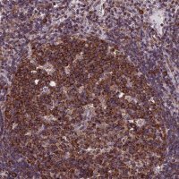 Anti-SLC9A5 antibody produced in rabbit 