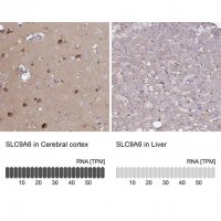 Anti-SLC9A6 antibody produced in rabbit 