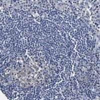 Anti-SLCO2B1 antibody produced in rabbit 