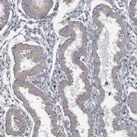 Anti-SLCO4A1 antibody produced in rabbit