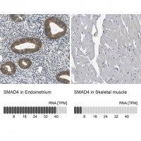 Anti-SMAD4 antibody produced in rabbit 