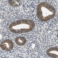 Anti-SMAD4 antibody produced in rabbit 